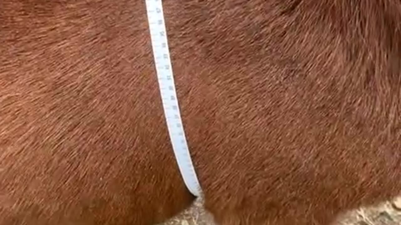 livestock measuring tape