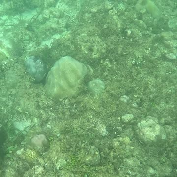 Snorkeling Through Serenity