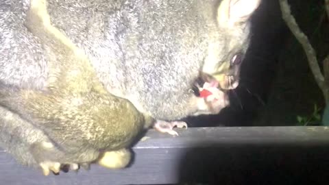 Pesky Critters. Possy Possum.