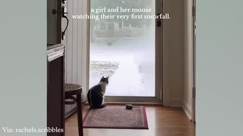 New funny animal video