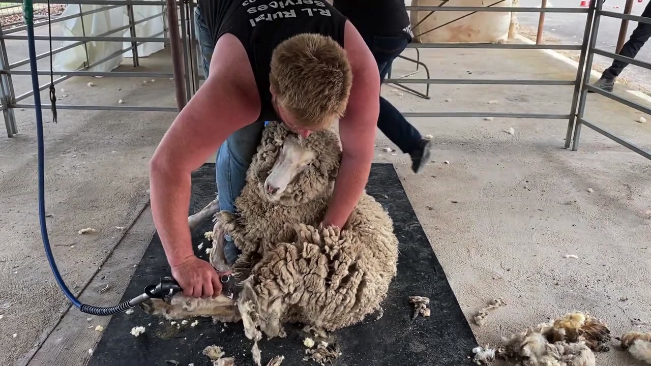 Sheep Shearing Time! Watch My Friends Shear & Trim the Flock 🐑