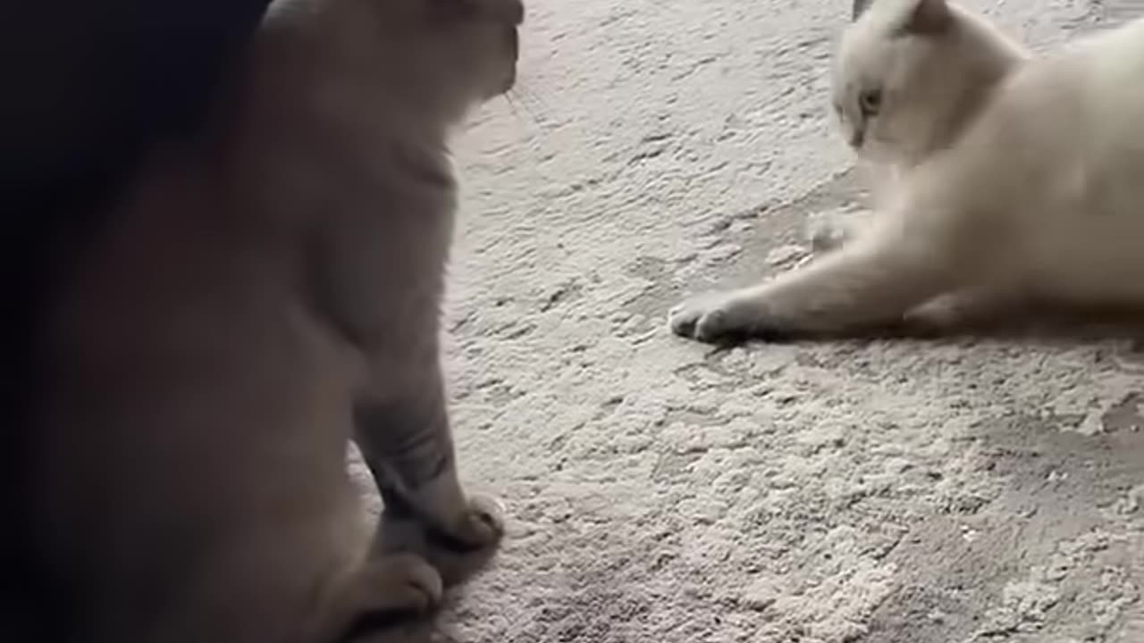 🌟 Welcome to the world of the cutest cats! 🐾 Part 35