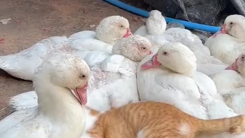 THE CAT WANTS TO JOIN THE DUCK ASSOCIATION 🤣🤭