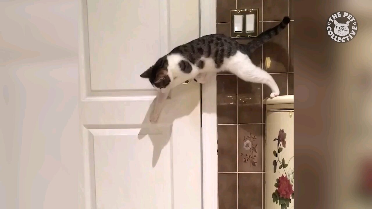 Pet Escape Artists _ Funny Pet Video Compilation _ The Pet Collective