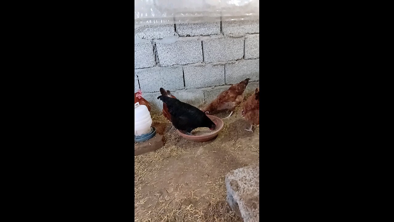 Chickens Eating Food | Petstreet
