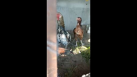 cock farming