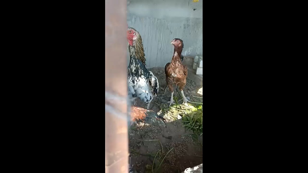 cock farming