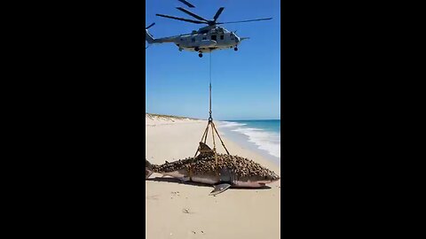 Miltiary_Soldiers_Save_Stranded_Greate_White_Shark