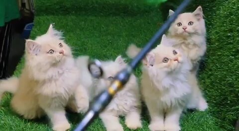 Persian Kittens available in Godhra #cat #kitten #godhra #vadoda #surat #ahemdabad #gujarat #viral.