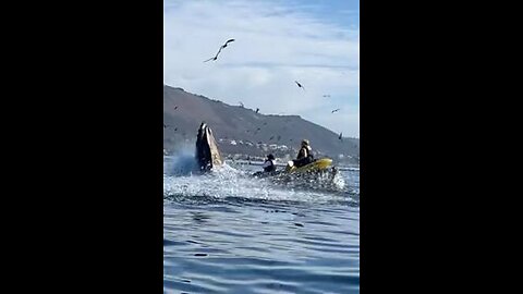 Hump back whale 🐋 almost swallowed a man