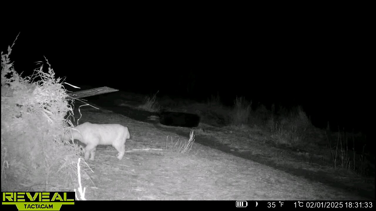 this bobcat is gunnabget the best of me!!