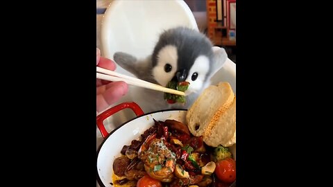 feeding baby pet
