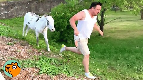 Donkeys Chase After Men And Talk To Them For The Cutest Reason | Cuddle Buddies