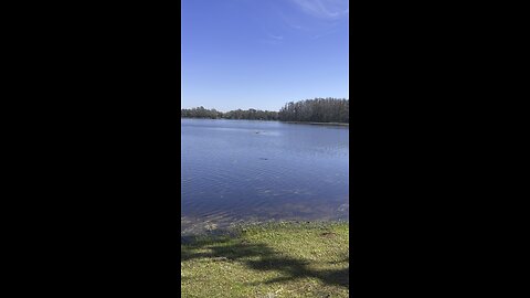 Alligator at lunch?