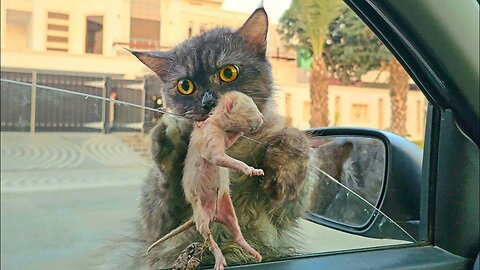 A stray cat jumped on my car and asked me to take her kittens home