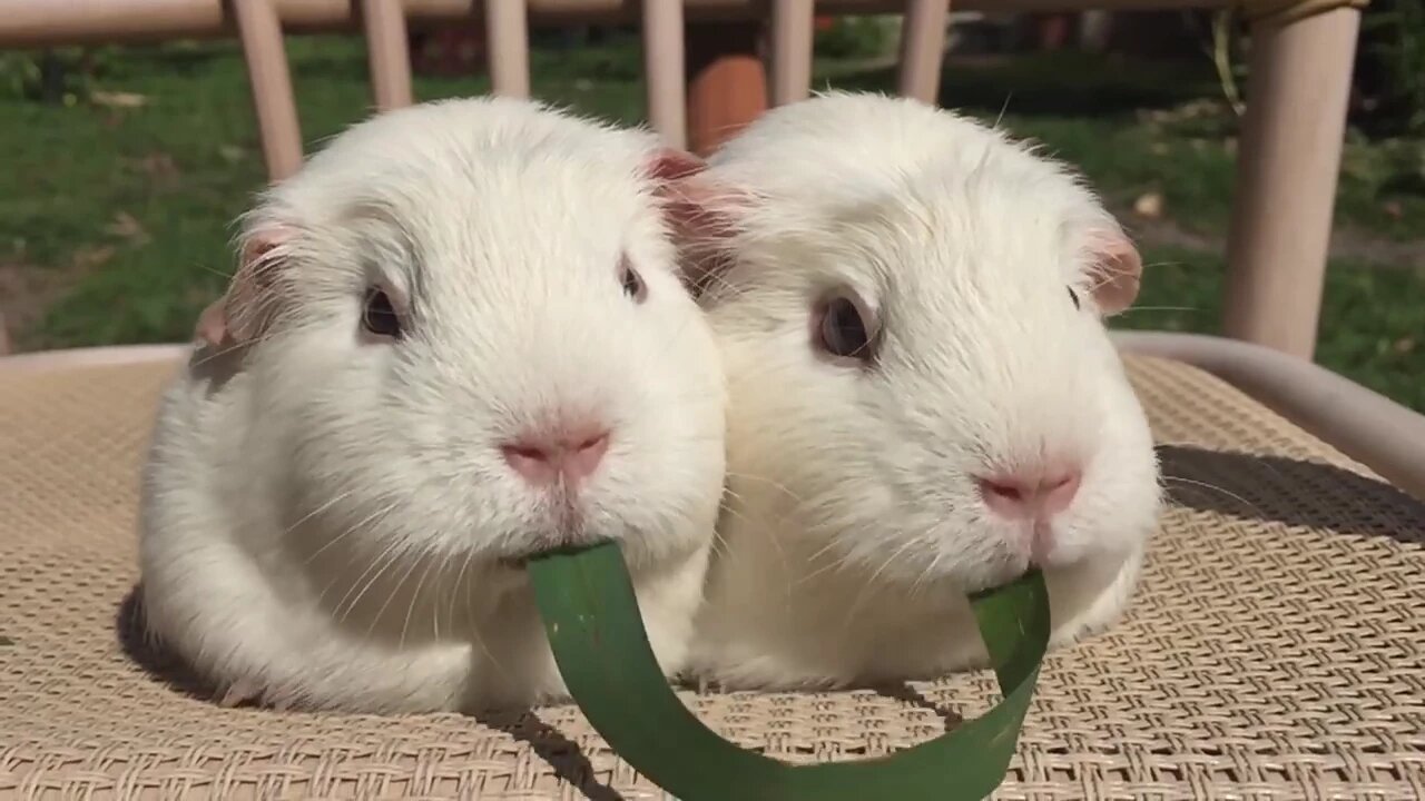 Tiny Tug-of-War: Guinea Pigs vs. a Blade of Grass"