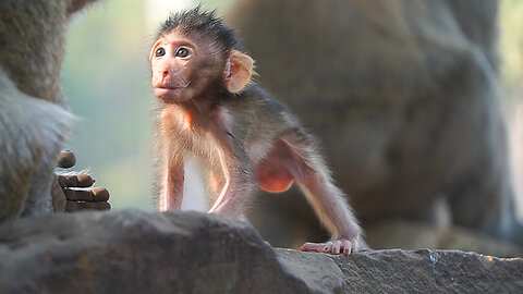 BABY MONKEY MEEKO SCREAMING Loudly When Mom Left Her [ Late Post ]