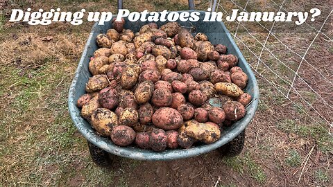 January Potato Harvest?? And Soil Building Secrets for a Thriving Garden