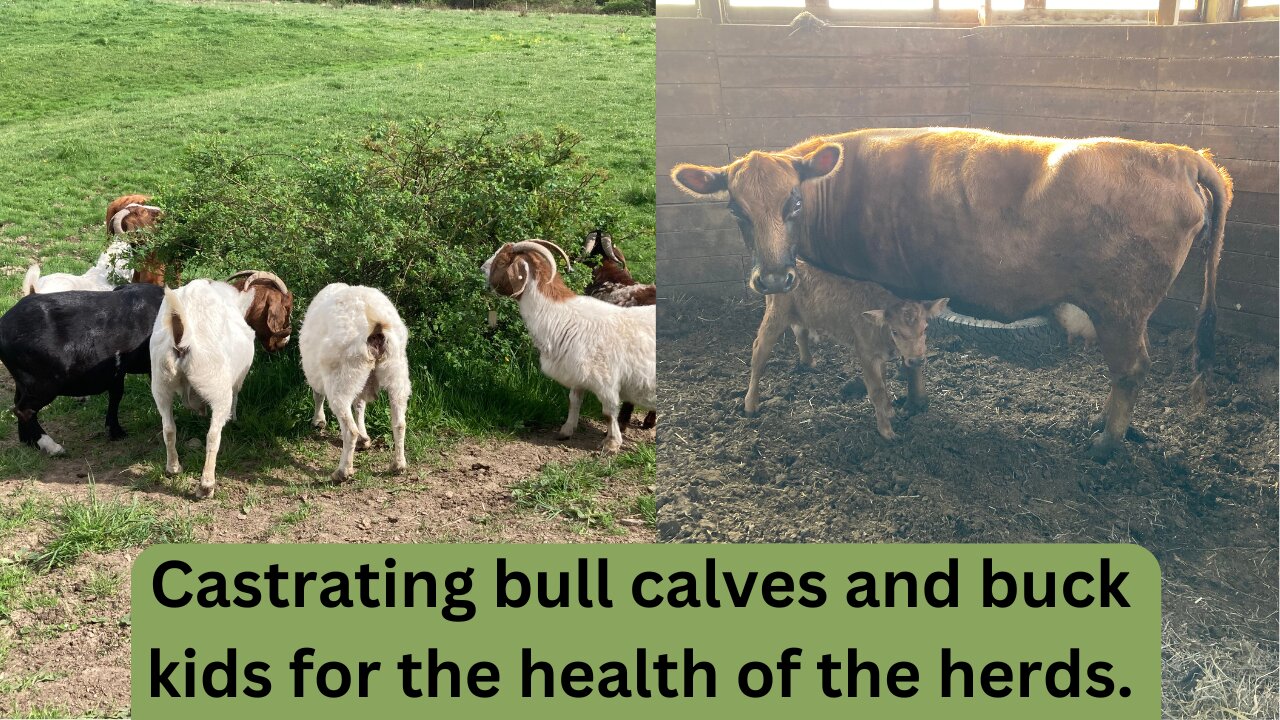 Why and How To Castrate Bull Calves and Bucks