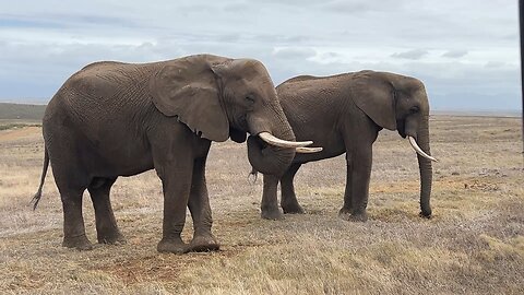 South Africa Safari