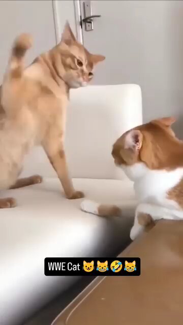 Cats are cute pets for home