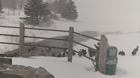 Blizzard Over Mundy Pond