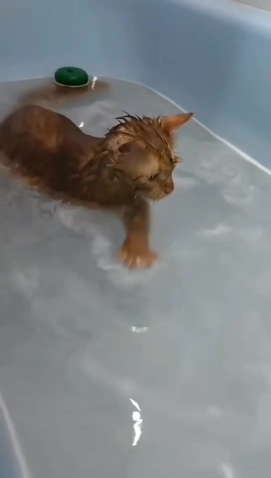 Funny and Cute Cats and Dogs