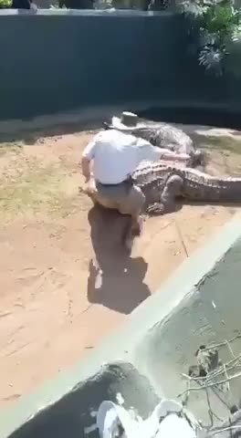 Big Nile crocodile gives a warning bite to a trainer