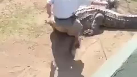 Big Nile crocodile gives a warning bite to a trainer