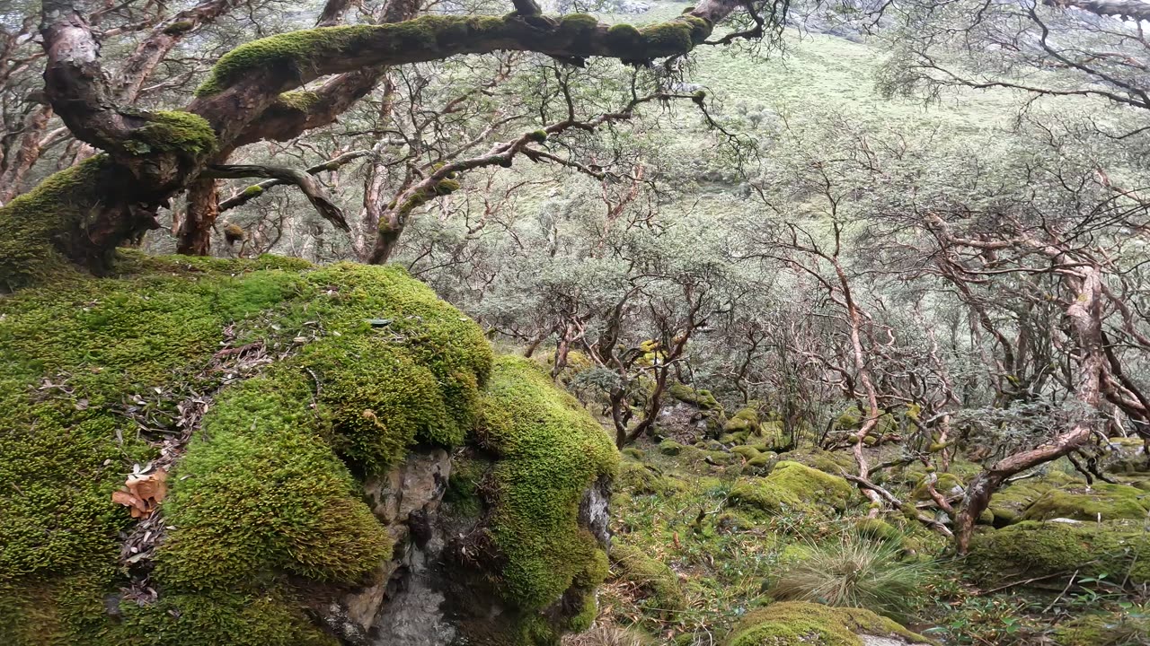 Moss-covered Forest in Quebrada Llaca (Huaraz)