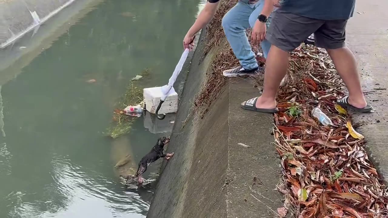 Puppy Rescued With an Umbrella