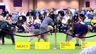 Primped and preened dogs compete at Westminster Kennel Club Dog Show