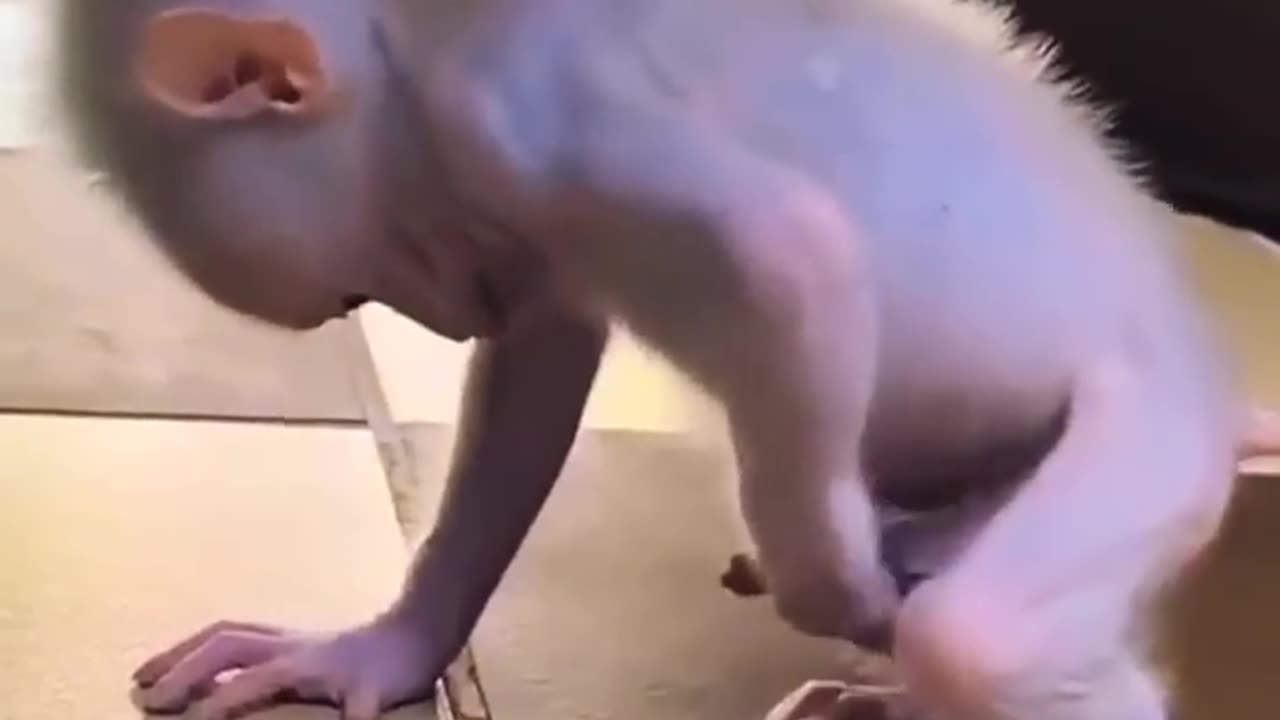 Baby Monkey’s Hilarious Reaction to a Big Discovery! 🐒😂