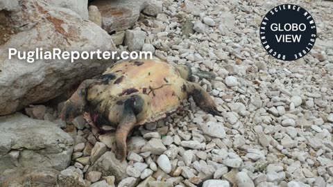 Large specimen of a loggerhead sea turtle (Caretta caretta) was found dead on an Italian beach