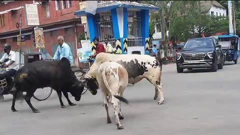 Bulls fighting on the road