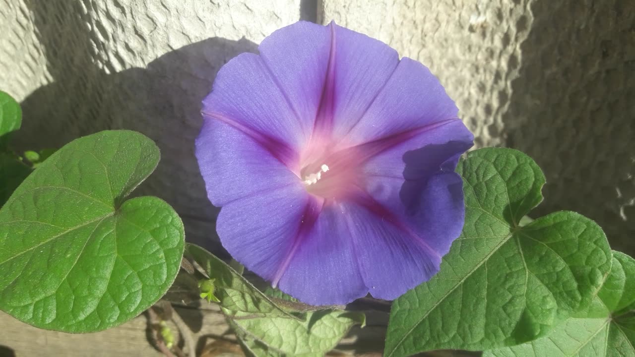 Morning Glory in the garden