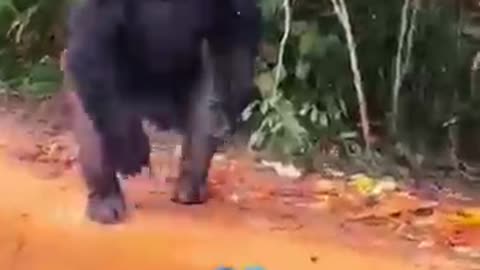 Gorilla vs humans