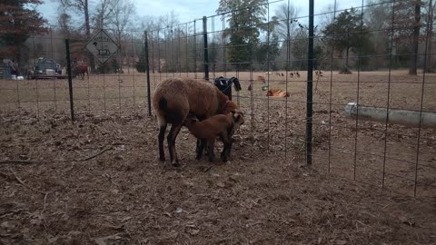 Shirley's First Lamb