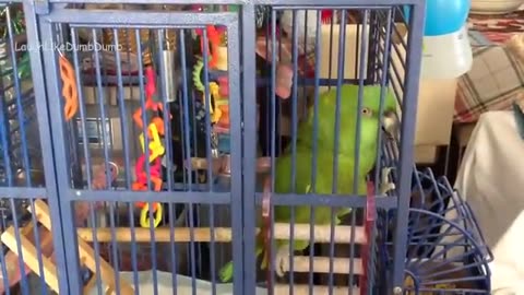 fun birds