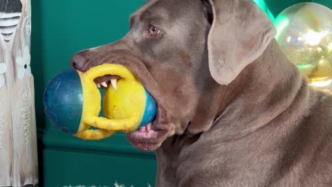 Dog Sleepily Squeaks Toy