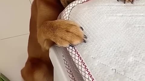 Funny dogs2
