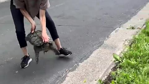 Amazing Woman Rescues Turtle From Middle Of Road