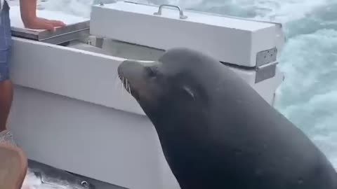 Sea Lion LEAPS onto Boat for Fish!