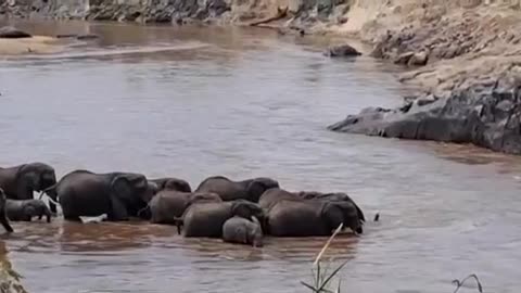 Group of Black Elephants Bathing