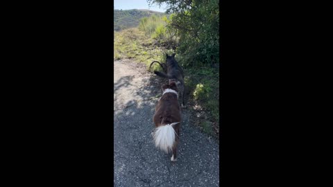 Dog Emerges From Bush With Buck Head