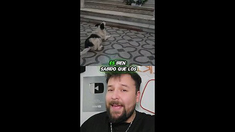 Perrito entra a iglesia y ve un ángel 🤯