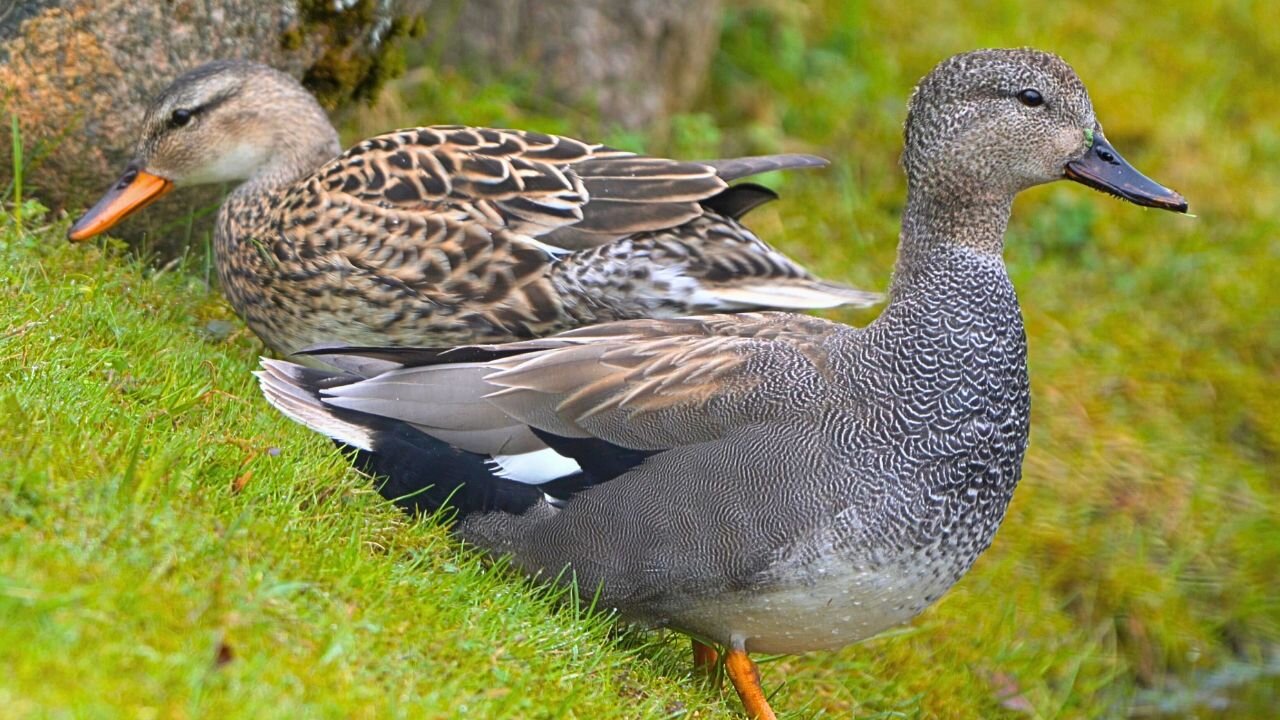 Gadwall Duck Couple Foraging Together