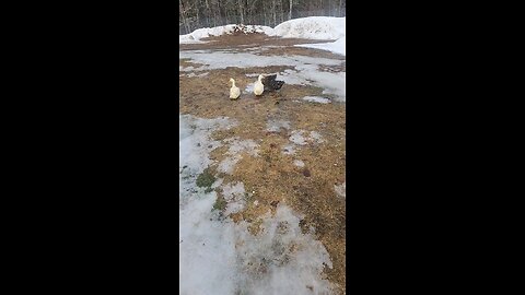 the ducks!