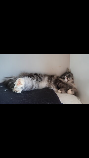 Watch My STRANGE CAT Sleep