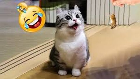 The FUNNIEST Pet Videos of the year! 🤣 | BEST Compilation